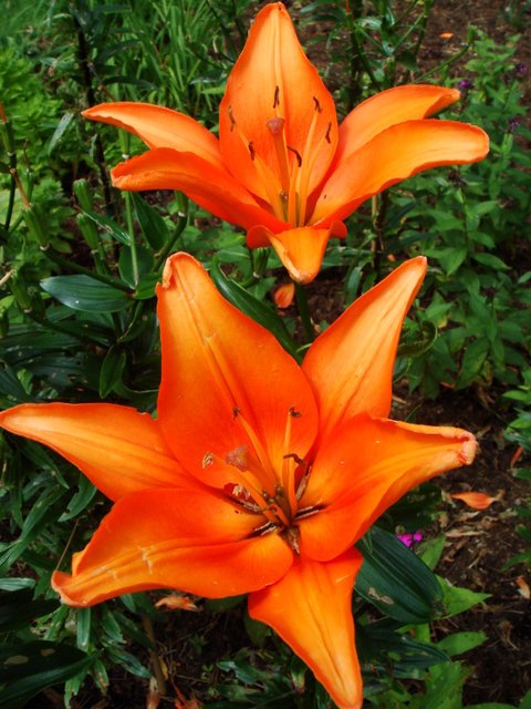Lilium x 'Enchantement' fleur
